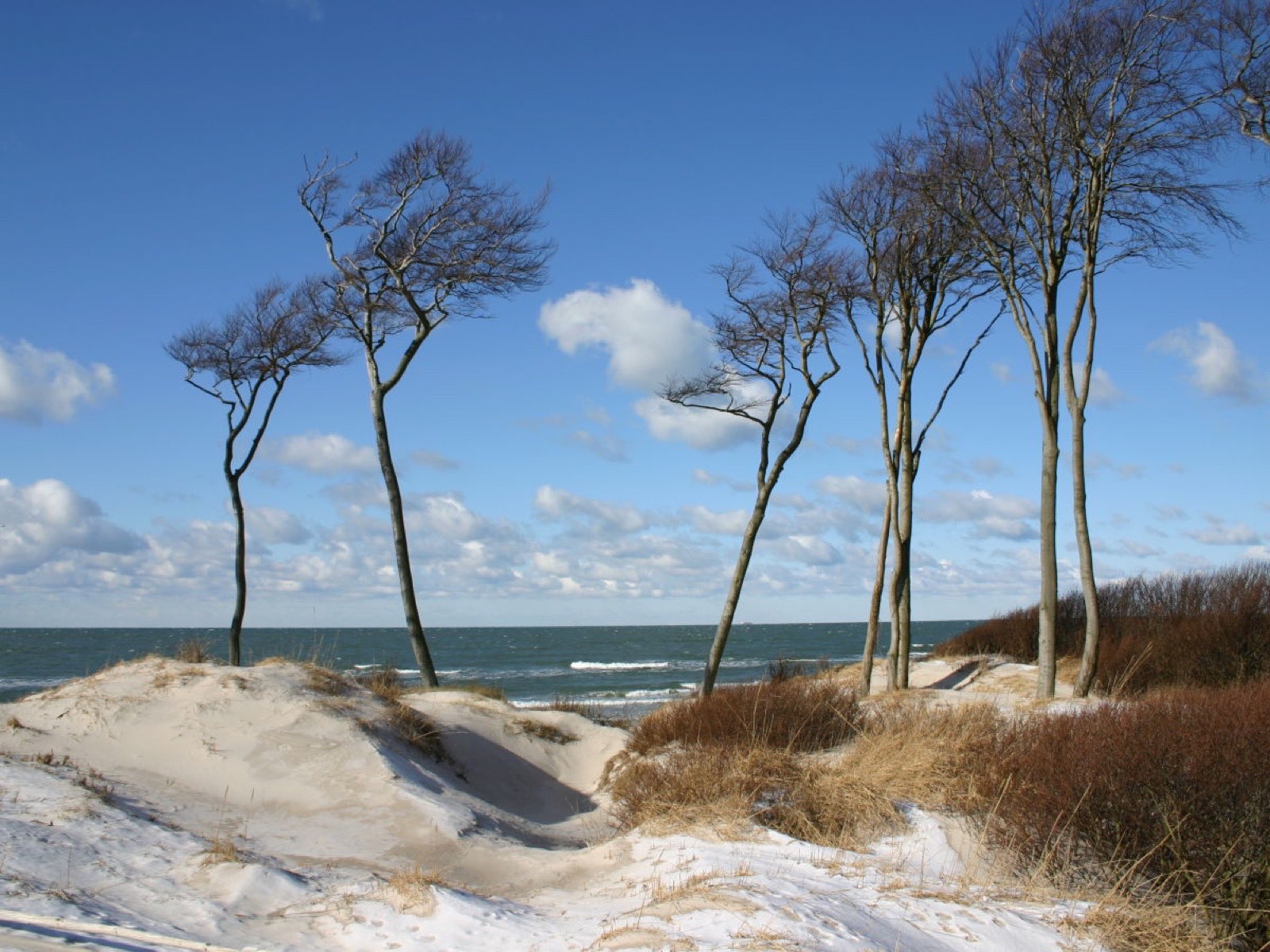 Wind-sculpted trees in the dunes at the Weststrand beach