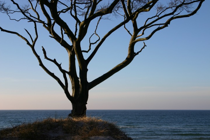 Wind-sculpted trees on the Baltic coast