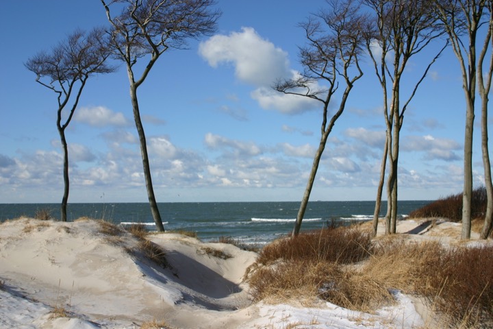 Snow-covered dunes and wind-bent trees on the Weststrand beach under a blue sky