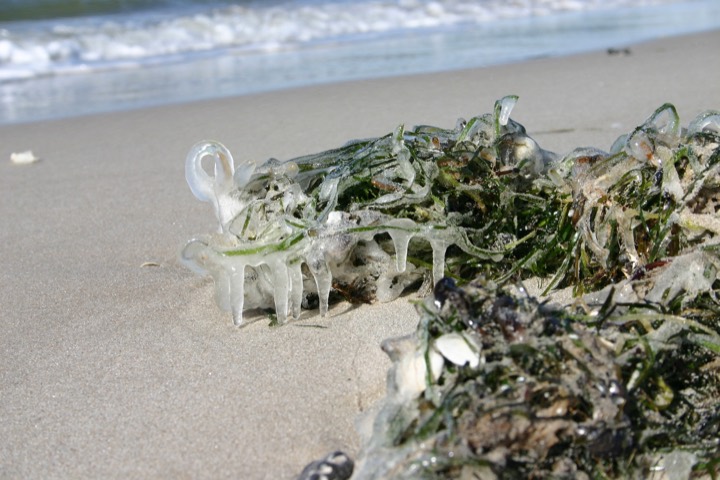 Frozen seaweed with icicles on the beach