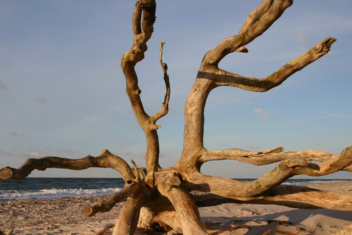 Weathered driftwood on the Weststrand beach in the evening light