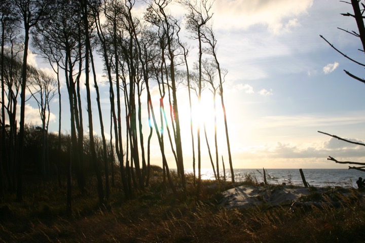 Sunlight shining through the tree trunks of the coastal forest